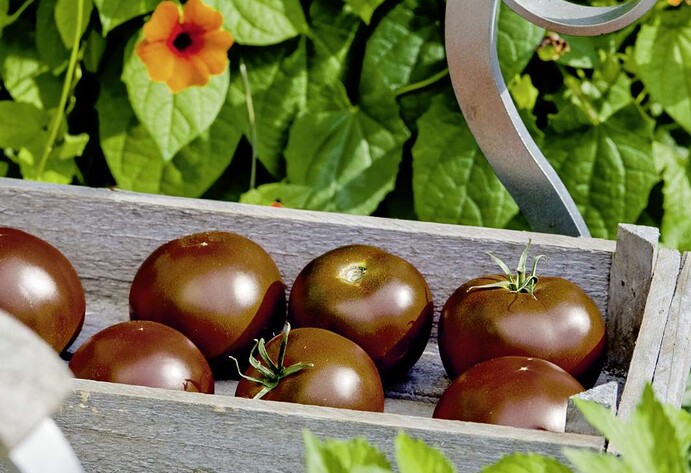 Schokoladen Tomate 'Starlias&reg; Choco Kakao'