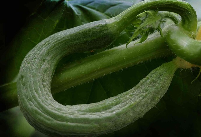 Schlangengurke Melva