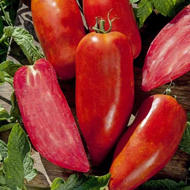 Andenhorn-Tomate 'Bellandine'