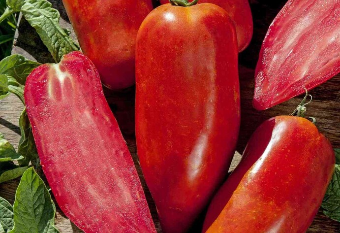 Andenhorn-Tomate 'Bellandine'