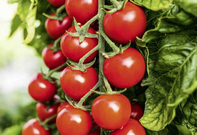 Cherry-Tomate 'Sanvitos&reg;'