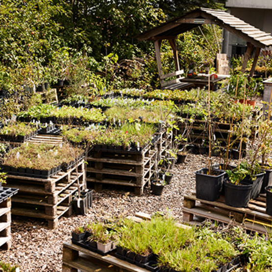 Schaugarten von Samen Maier