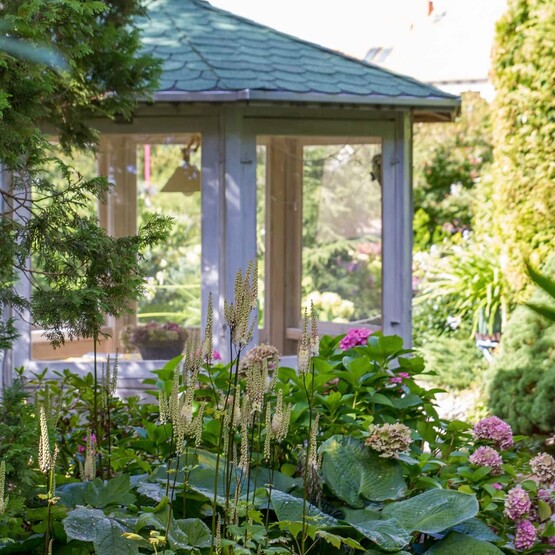 Lanzen-Silberkerzen im Garten