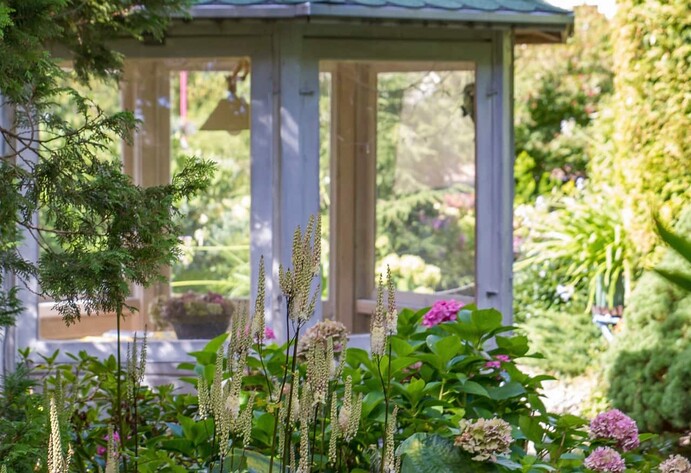 Lanzen-Silberkerzen im Garten