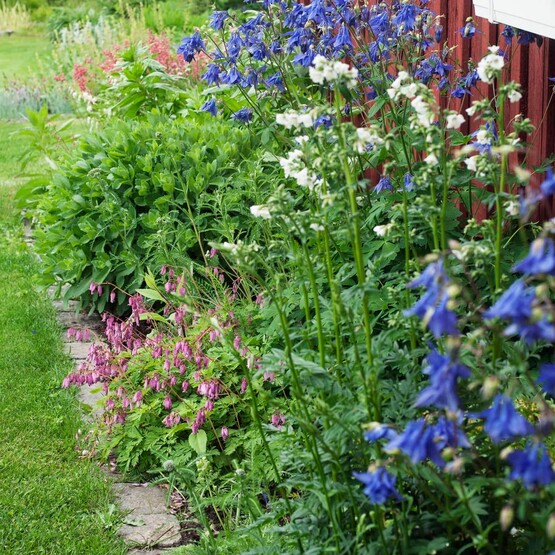 Akeleien in Blau und Zwerg-Herzblumen in Rosa