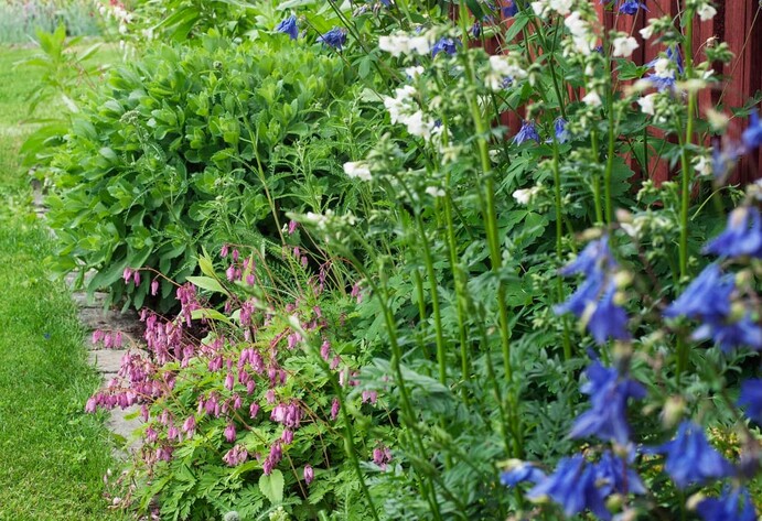 Akeleien in Blau und Zwerg-Herzblumen in Rosa