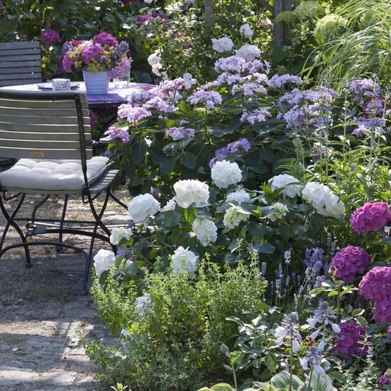 Bl&uuml;tenpracht an lichtarme Standort