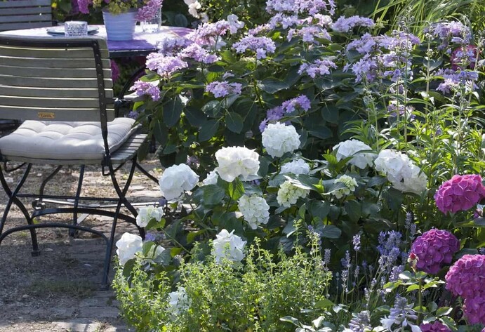 Bl&uuml;tenpracht an lichtarme Standort