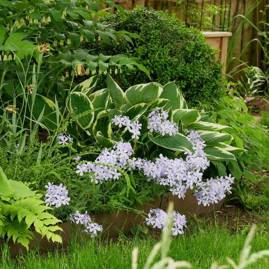 Salomonssiegel und Wald-Phlox