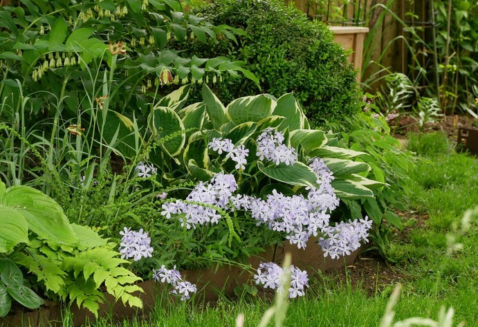Salomonssiegel und Wald-Phlox