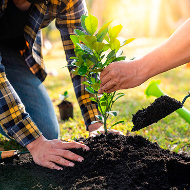 Zwei Personen pflanzen einen Baum-Steckling in die Erde