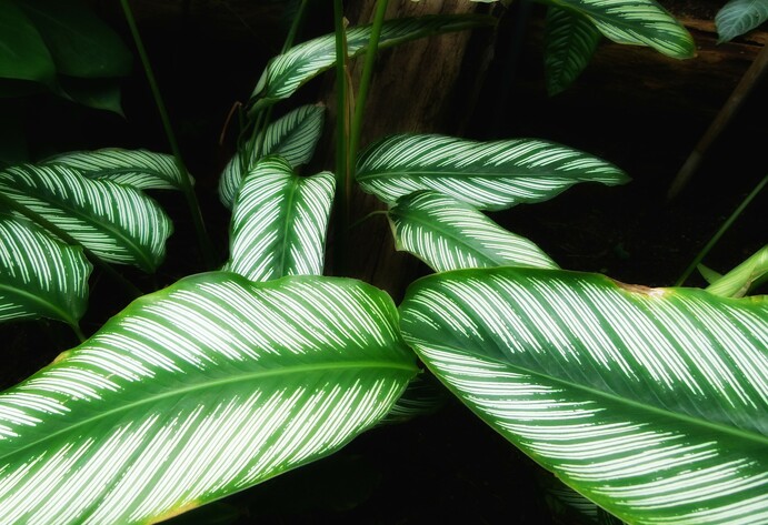 Calathea Ornata