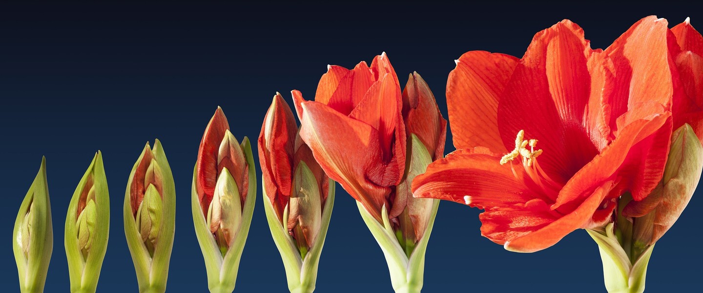 Amaryllisblüten im Zeitraffer