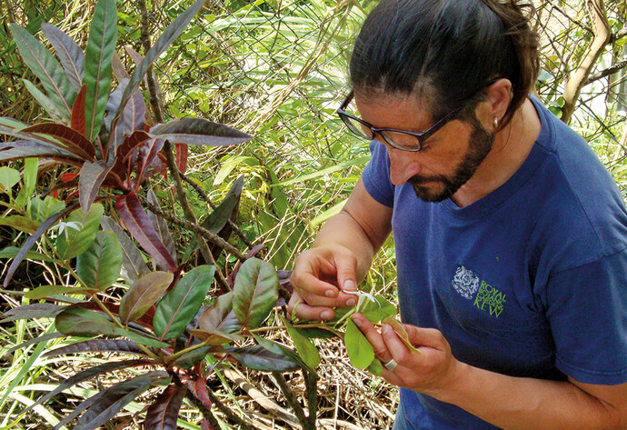 Carlos Magdalena untersucht eine seiner Pflanzen