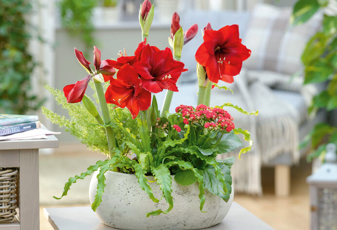 Rote Amaryllis