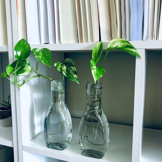 Blätter einer Efeutute in einem Glas auf einem Regal