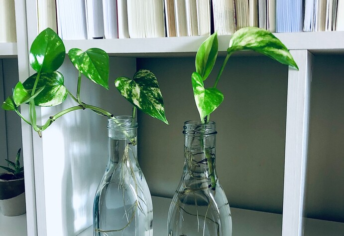 Blätter einer Efeutute in einem Glas auf einem Regal