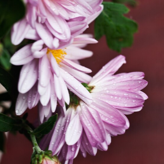 Nahaufnahme rosa Chrysantemen-Blüte