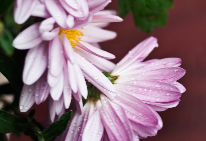 Nahaufnahme rosa Chrysantemen-Blüte