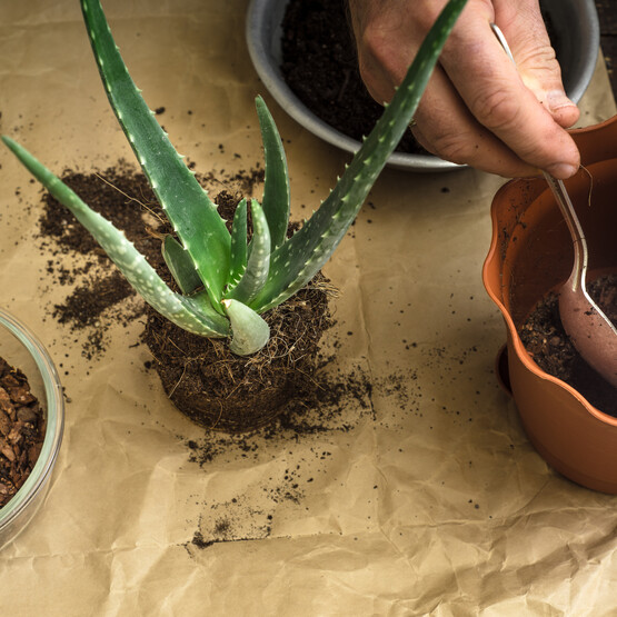 Aloe Vera Sukkulente wird gedüngt