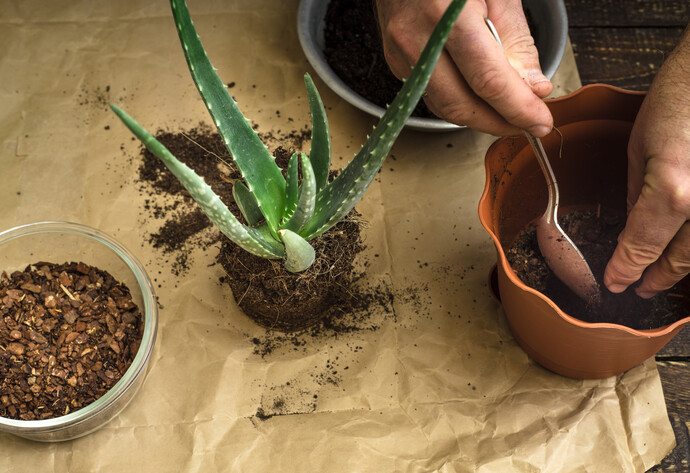 Aloe Vera Sukkulente wird gedüngt