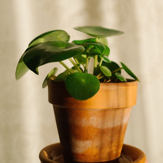 Pilea