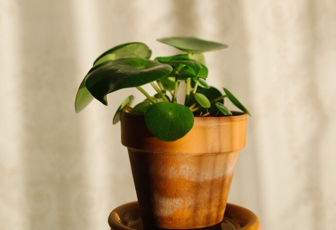 Pilea