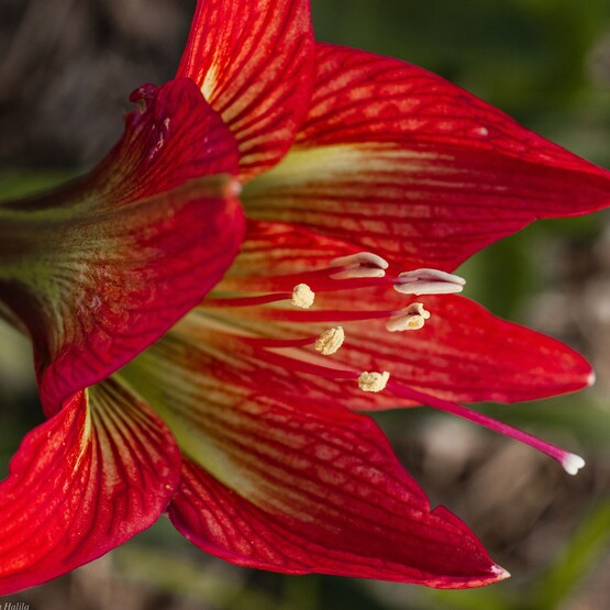 Rote Amaryllis