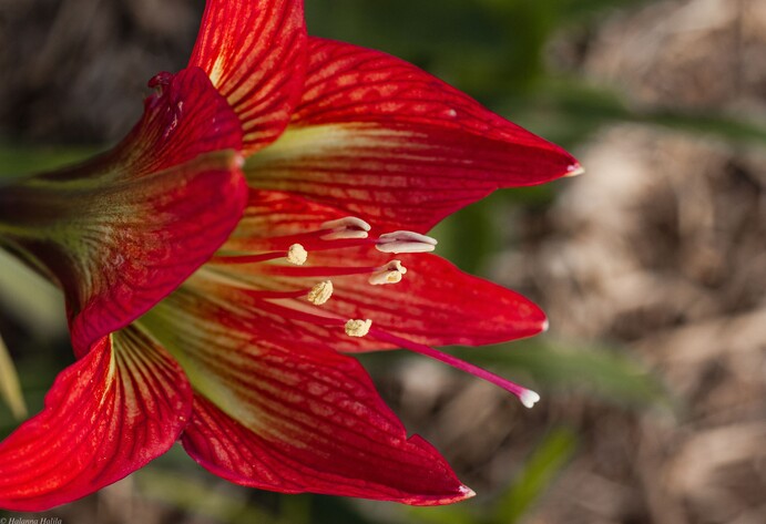 Rote Amaryllis