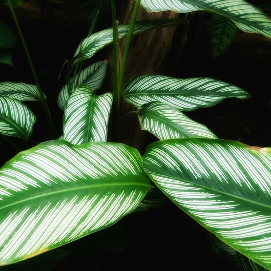 Calathea Ornata