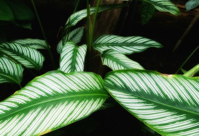 Calathea Ornata