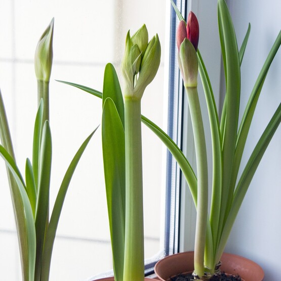 Amaryllis auf der Fensterbank