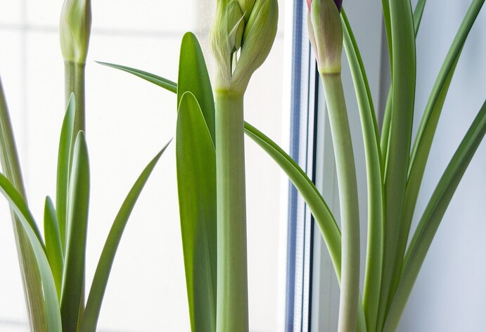 Amaryllis auf der Fensterbank