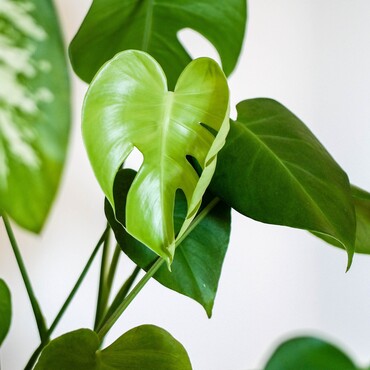 Nahaufnahme einer Monstera