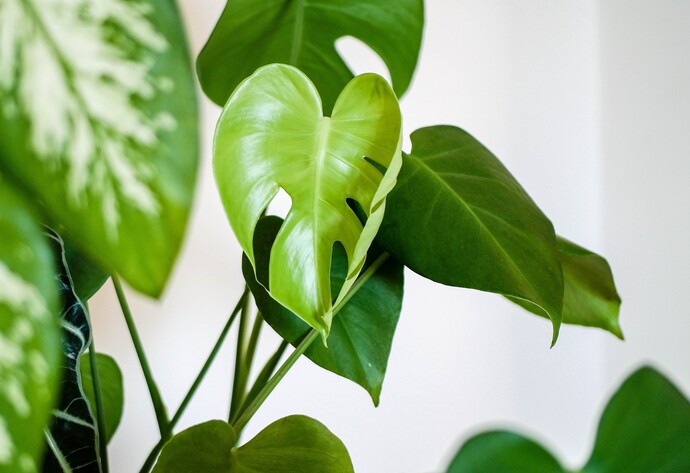 Nahaufnahme einer Monstera