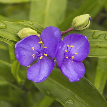 Blüten und Blätter der Dreimasterblume in der Nahaufnahme