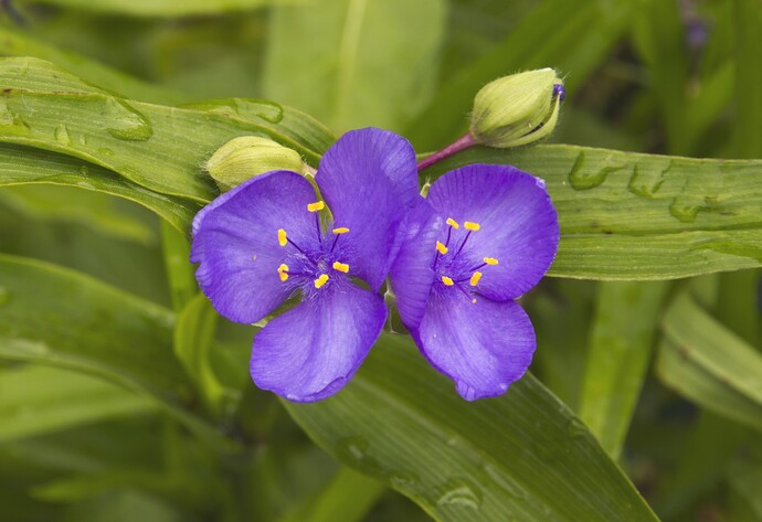 Blüten und Blätter der Dreimasterblume in der Nahaufnahme