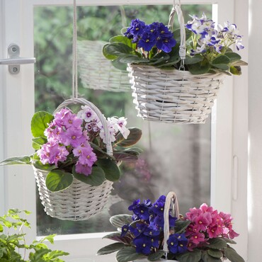 Usambaraveilchen in weißen Körben am Fenster