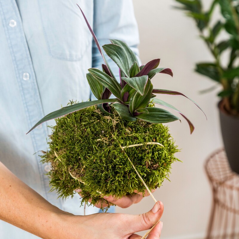 Kokedama Schritt 3 - Moosball verschnüren