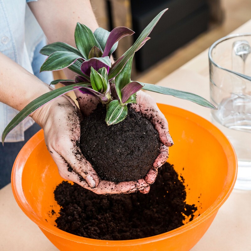 Kokedama Schritt 1 - Zebrakraut in Erde setzen