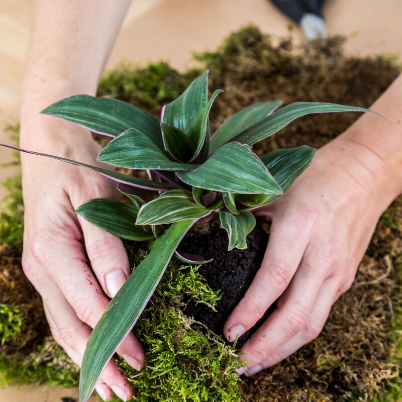 Kokedama Schritt 2 - Moos mit Zebrakraut bedecken