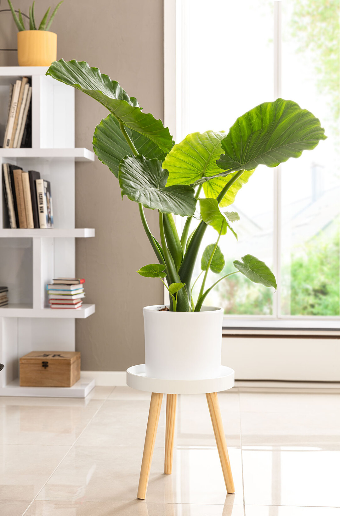 Elefantenohr (Alocasia): Pfeilblatt  Standort & Pflege-Tipps |  richtiggut.de