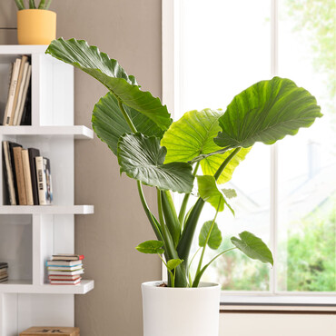 Zimmerpflanze Pfeilblatt/Elefantenohr (Alocasia) steht im Topf auf einem Pflanzentisch