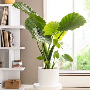 Zimmerpflanze Pfeilblatt/Elefantenohr (Alocasia) steht im Topf auf einem Pflanzentisch
