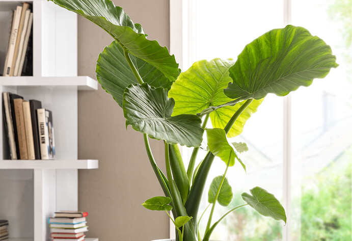 Zimmerpflanze Pfeilblatt/Elefantenohr (Alocasia) steht im Topf auf einem Pflanzentisch