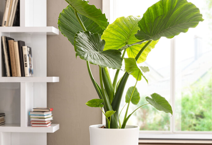 Zimmerpflanze Pfeilblatt/Elefantenohr (Alocasia) steht im Topf auf einem Pflanzentisch