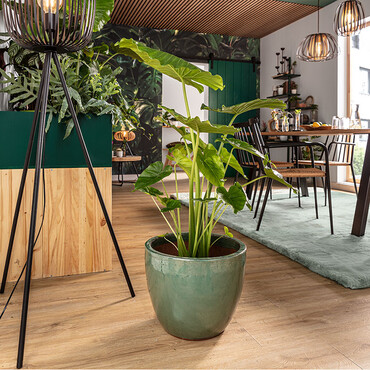 Pflanze Elefantenohr steht im Topf im Esszimmer