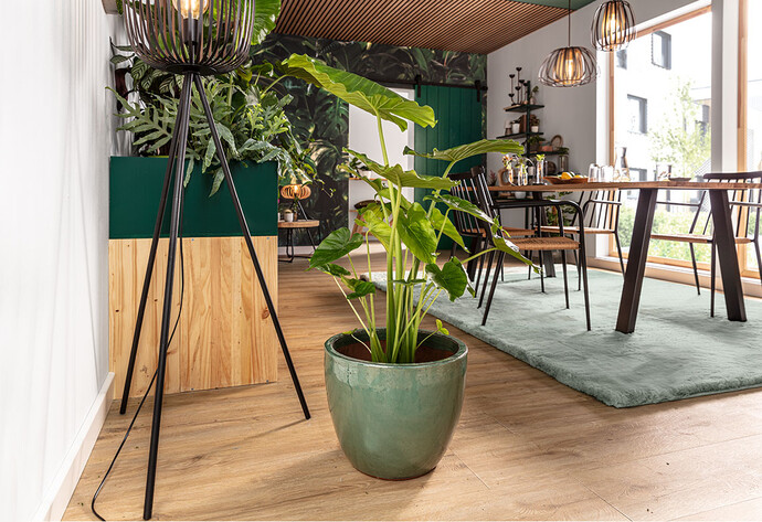 Pflanze Elefantenohr steht im Topf im Esszimmer