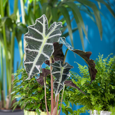 Urban Jungle Pflanze Pfeilblatt