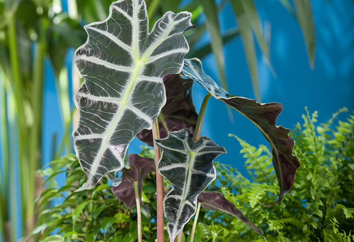 Urban Jungle Pflanze Pfeilblatt